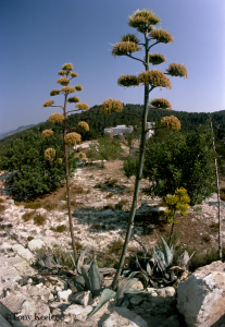 32. Atzavara flowers