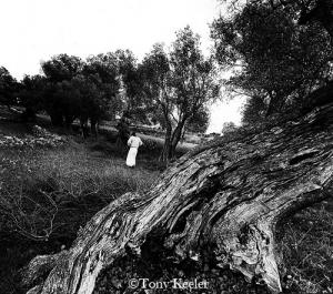 9. Ancient olive tree